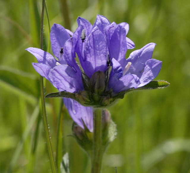 Knuel-Glockenblume (Campanula glomerata). Mai 2012 Pfalz und Elsa Nordvogesen NIKON 046