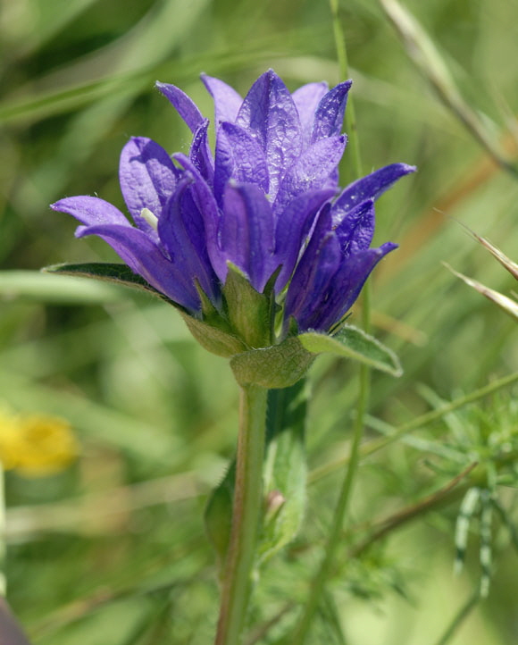 Knuel-Glockenblume (Campanula glomerata). Mai 2012 Pfalz und Elsa Nordvogesen NIKON 052