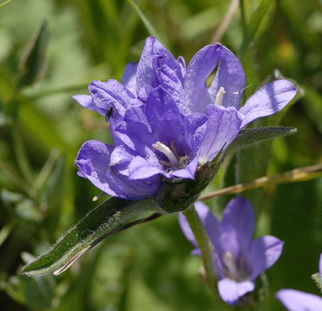 Knuel-Glockenblume (Campanula glomerata). Mai 2012 Pfalz und Elsa Nordvogesen NIKON 047