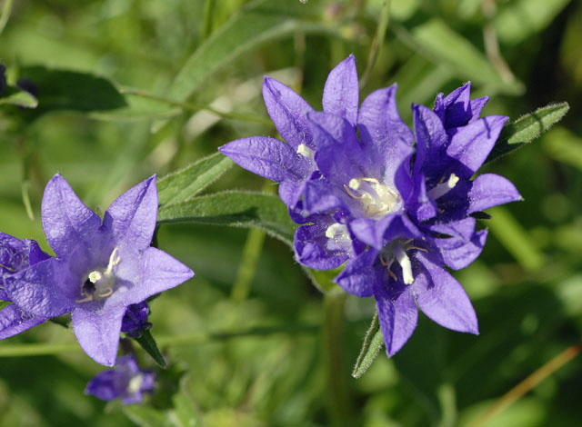 Knuel-Glockenblume (Campanula glomerata). Mai 2012 Pfalz und Elsa Nordvogesen NIKON 051