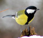 Kohlmeise-(Parus major) kl.