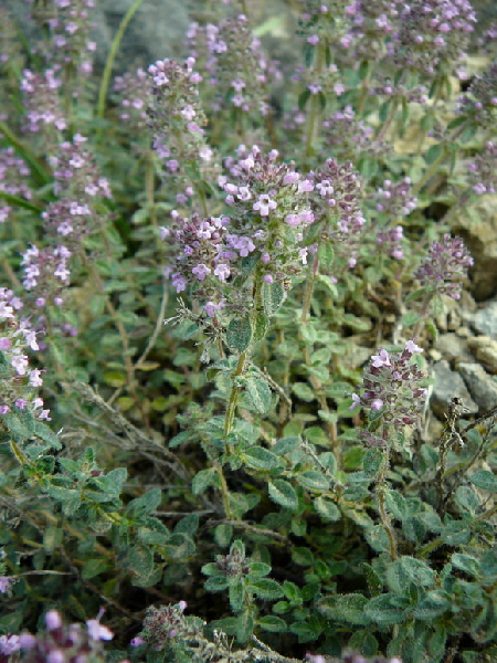 Krainer Thymian (Thymus pulegioides ssp. carniolicus). Juli 2012 Mnsingen Biosphren Schwb. Alb+Triberg 122