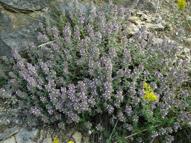 Krainer Thymian (Thymus pulegioides ssp. carniolicus). Juli 2012 Mnsingen Biosphren Schwb. Alb+Triberg 121