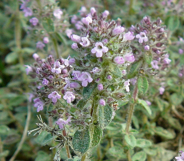 Krainer Thymian (Thymus pulegioides ssp. carniolicus). Juli 2012 Mnsingen Biosphren Schwb. Alb+Triberg 122a