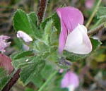 Kriechende Hauhechel (Ononis repens) kl.