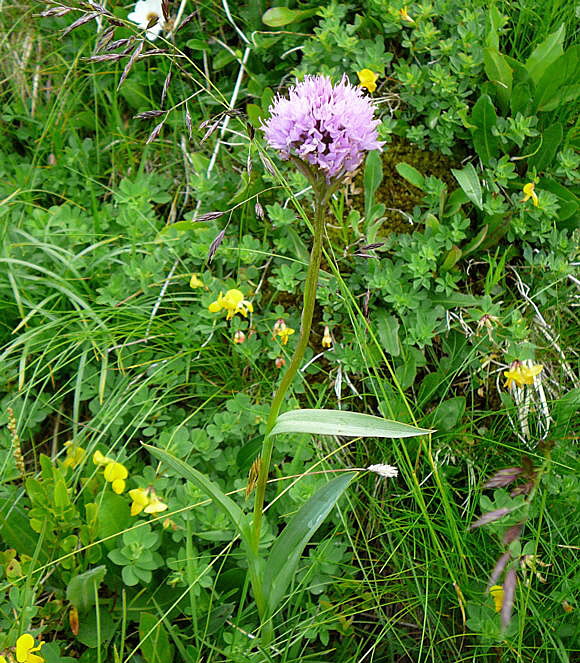 Kugel-Knabenkraut - Traunsteinera globosa Urlaub 2011 9.7.2011 Allgu Alpen Fellhorn Oberstdorf-Faistenoy 022