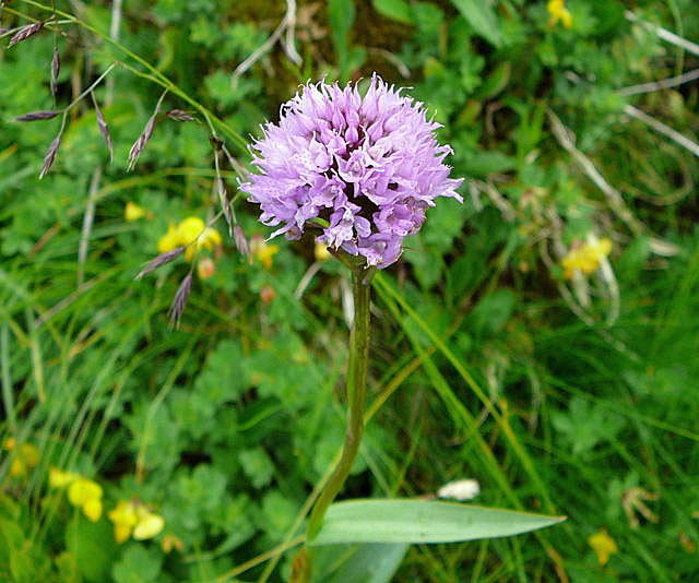 Kugel-Knabenkraut - Traunsteinera globosaUrlaub 2011 9.7.2011 Allgu Alpen Fellhorn Oberstdorf-Faistenoy 023