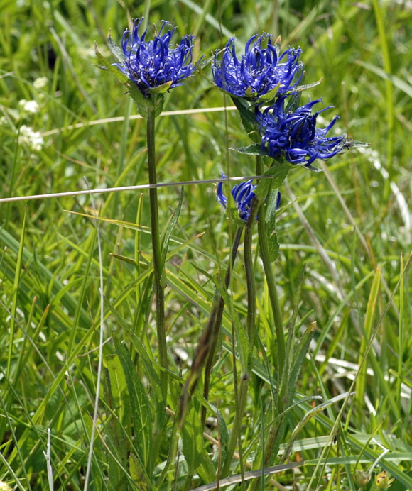 Kugelige Teufelskralle (Phyteuma orbiculare)  9.7.2011 Allgu Alpen Fellhorn 13