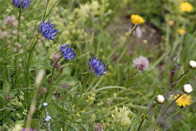 Kugelige Teufelskralle (Phyteuma orbiculare) 9.7.2011 Allgu Alpen Fellhorn 19