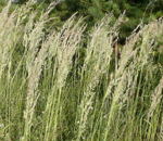 Land-Reitgras (Calamagrostis epigejos kl.