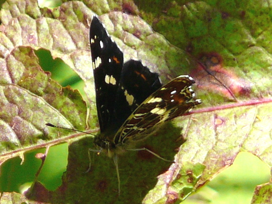 Landkrtchen Juni 2007 Httenfeld1