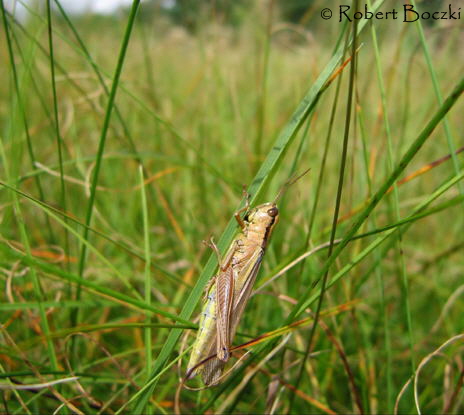 Lauchschrecke Parapleurus alliaceus 20_08__PF_9_HE_IMG_0064_X_0015_1aR.Boczki2