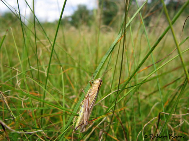 Lauchschrecke Parapleurus alliaceus 20_08__PF_9_HE_IMG_0064_X_0015_1aR.Boczki1