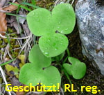 Leberblmchen (Hepatica nobilis). Blatt kl.
