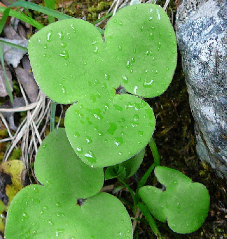 Leberblmchen (Hepatica nobilis). Mai  2012 Alpen Ammergebirge, Grasnang 141a