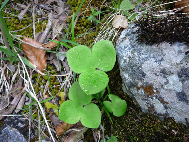 Leberblmchen (Hepatica nobilis). Mai 2012 Alpen Ammergebirge, Grasnang 141