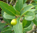 Liguster (Ligustrum cf. vulgare) evtl. Frucht kl.