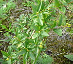 Liguster (Ligustrum cf. vulgare) evtl. kl.