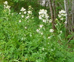 Meerrettich (Armoracia rusticana) kl.