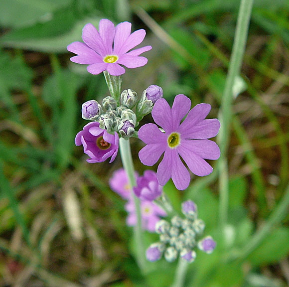 Mehlprimel (Primula farinosa) Mai 2012 2012 Alpen Ammergebirge, Grasnang 063