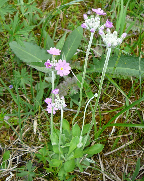 Mehlprimel (Primula farinosa) Mai 2012 Alpen Ammergebirge, Grasnang 062