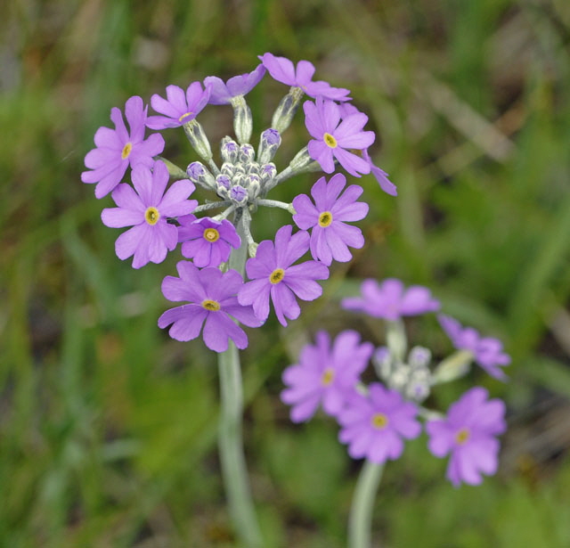 Mehlprimel (Primula farinosa) Mai 2012Alpen 2012 Ammergebirge, Grasnang NIKON 006