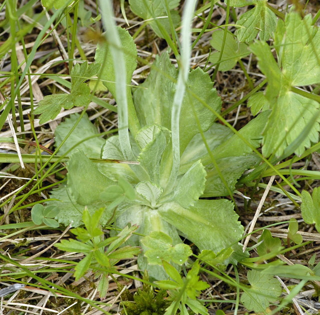 Mehlprimel (Primula farinosa) Mai 2012Alpen 2012 Ammergebirge, Grasnang NIKON 007