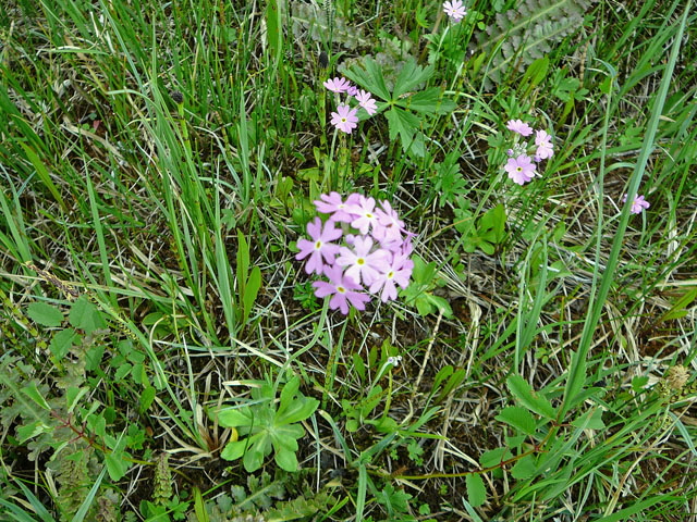 Mehlprimel 2012 Alpen Ammergebirge, Grasnang 059