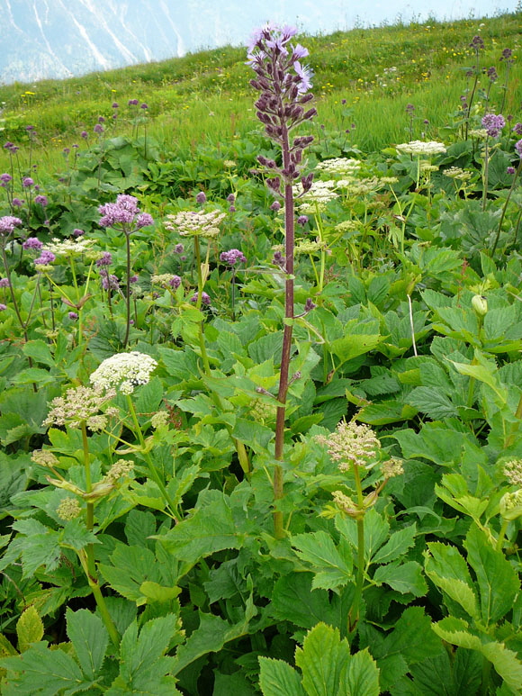 Meisterwurz (Peucedanum ostruthium)  9.7.2011 Allgu Alpen Fellhorn Oberstdorf-Faistenoy 135