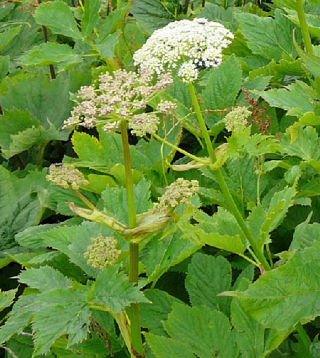 Meisterwurz (Peucedanum ostruthium) 9.7.2011 Allgu Alpen Fellhorn Oberstdorf-Faistenoy  135a