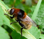 Narzissen-Schwebfliege 1  Merodon equestris var. equestrisl kl.