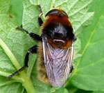 Narzissen-Schwebfliege 1 Merodon equestris var. equestrisl 2 kl.