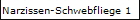 Narzissen-Schwebfliege 1