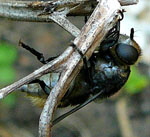 Narzissen-Schwebfliege 2 Merodon equestris 1 Merodon equestriskl.