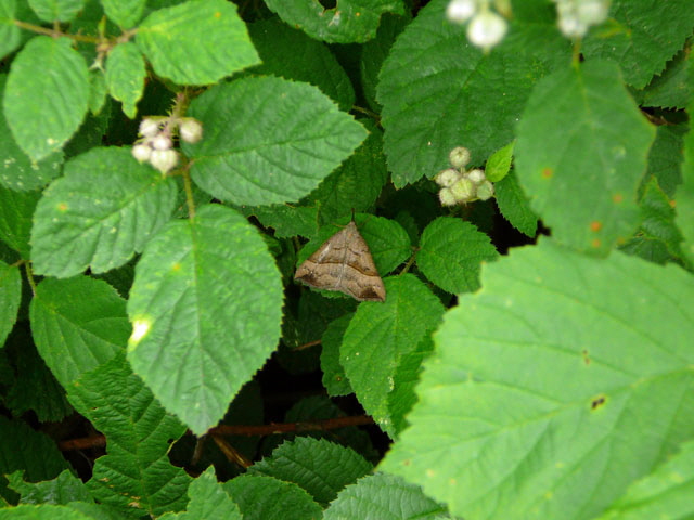 Nessel-Schnabeleule Hypena proboscidalis - Juni 2012 Htt Insekten 010