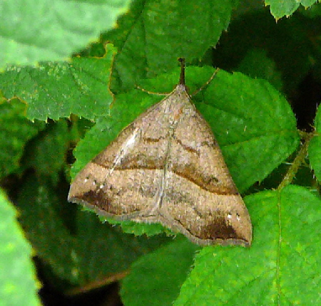 Nessel-Schnabeleule Hypena proboscidalis - Juni 2012 Htt Insekten 011