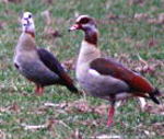 Nilgans Paar kl