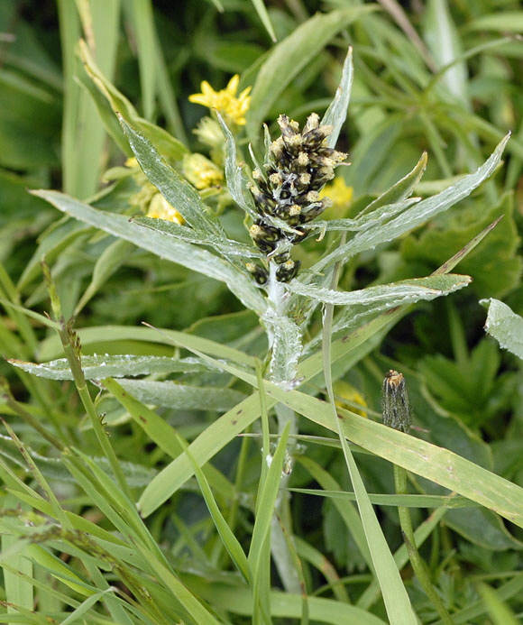 Norwegisches Ruhrkraut (Gnaphalium norvegicum) Bayern, Fellhorn