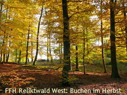 Okt 2011 FFH Wald west