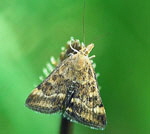 Olivbrauner Znsler, Pyrausta despicata1 kl.