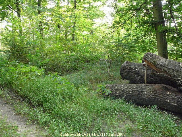 Panorama Nebeneinander Wald1 003