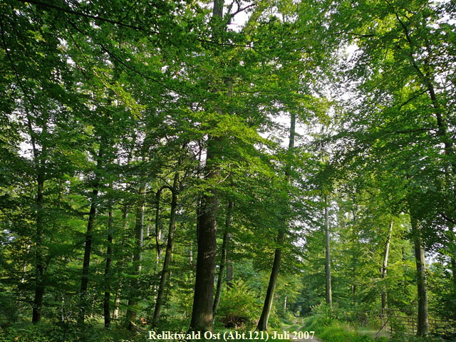 Panorama Nebeneinander Wald1 005