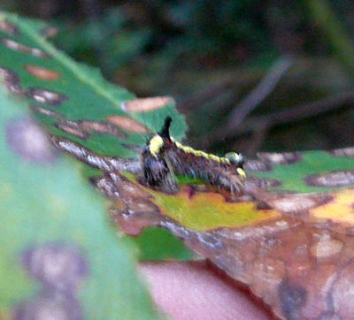 Pfeileule (Acronicta psi) Sept 2010 Blumen Htt Garten u. Raupe Viernheimer Wald 023