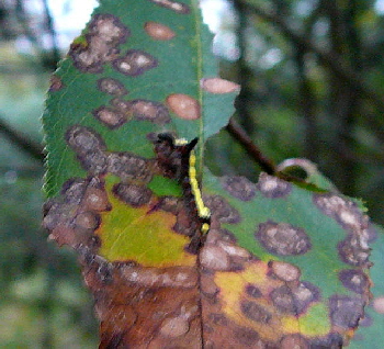 Pfeileule (Acronicta psi) Sept 2010 Blumen Htt Garten u. Raupe Viernheimer Wald 015