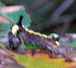 Pfeileule (Acronicta psi) kl.