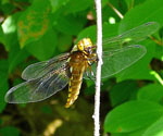 Plattbauch (Libellula depressa) Weibchen 2 kl.