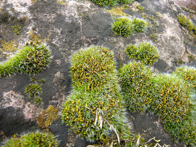 Polster-Kissenmoos Grimmia pulvinata Mrz 2010 Rote Erde und Dnenbiotope vor Mlldeponie 009