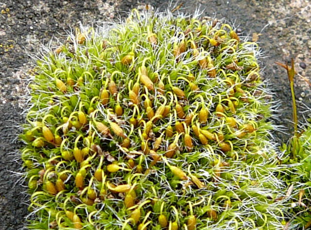 Polster-Kissenmoos Grimmia pulvinata Mrz 2010 Rote Erde und Dnenbiotope vor Mlldeponie 009a