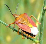 Purpur-Fruchtwanze Carpocoris purpureipennis kl.