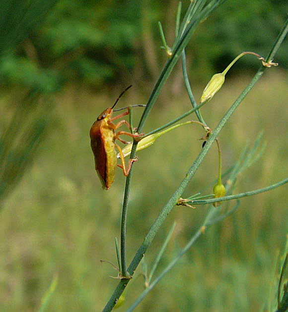 Purpur-Fruchwanze Carpocoris purpureipennis Juni 2011 Mannheim Blumen und Httenfeld Insekten 029